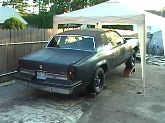 COOL442T5-BACKVIEW.jpg